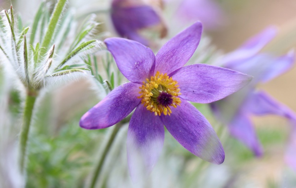 Сиреневый цветок прострел крупным планом 
