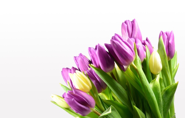 Сиреневые тюльпаны на белом фоне