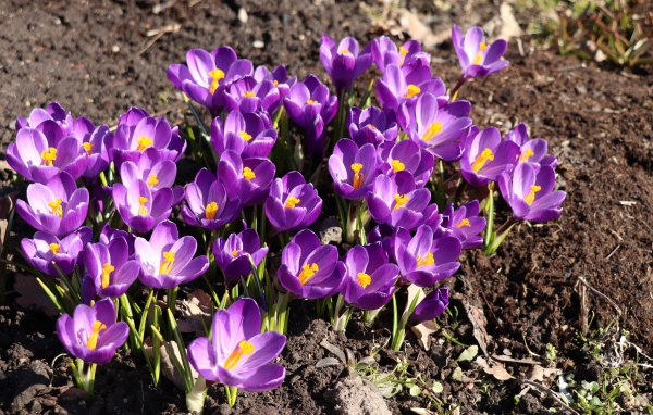Маленькие фиолетовые крокусы на земле весной