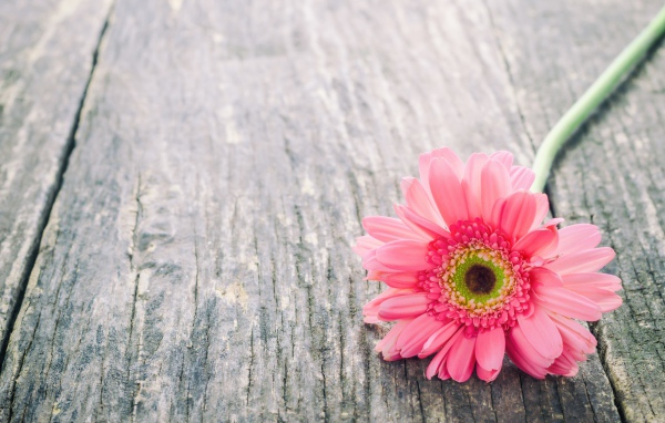 Одинокий цветок розовой герберы на сером столе