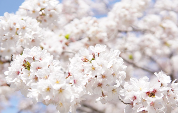 Пышные белые цветы вишни на ветке