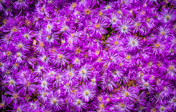 Много красивых цветов сентябринки крупным планом