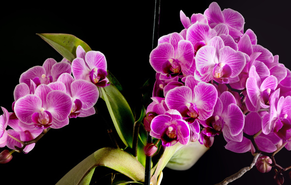 Много красивых розовых цветов орхидеи на черном фоне 