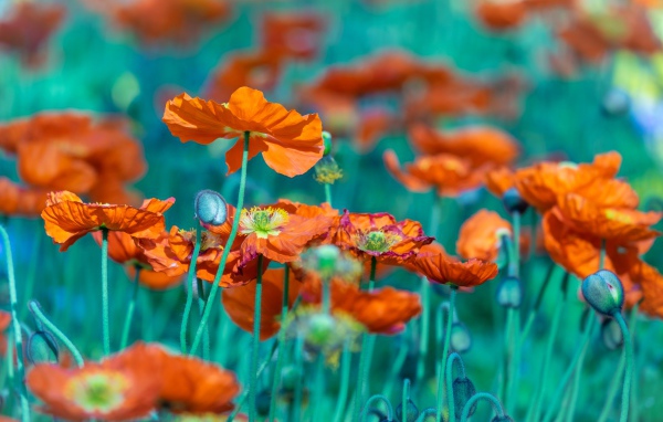 Много оранжевых цветов мака на клумбе