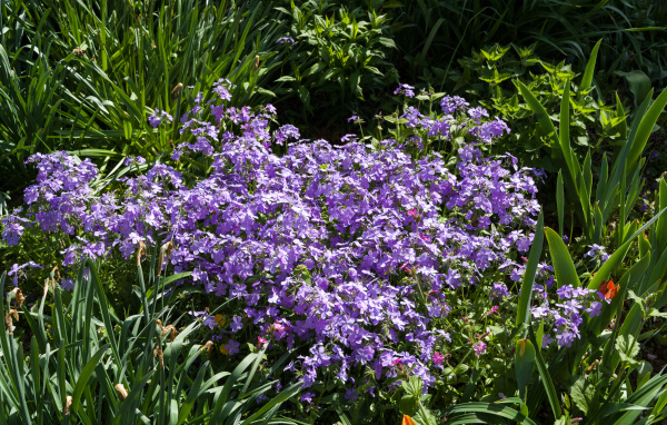 Много фиолетовых мелких цветов в зеленой траве 