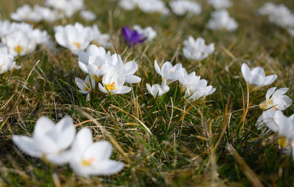 Много маленьких белых цветов крокуса в зеленой траве 
