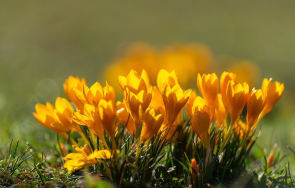 Много маленьких желтых цветов крокуса в лучах солнца