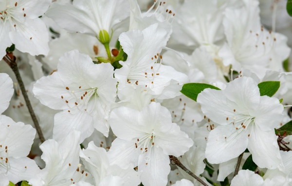 Много белых цветов азалии крупным планом