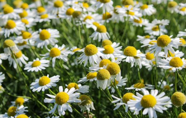 Много белых полевых ромашек с желтой серединкой