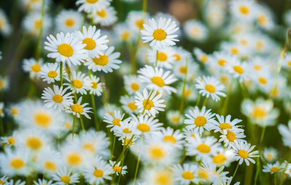 Миниатюрные белые ромашки на поле