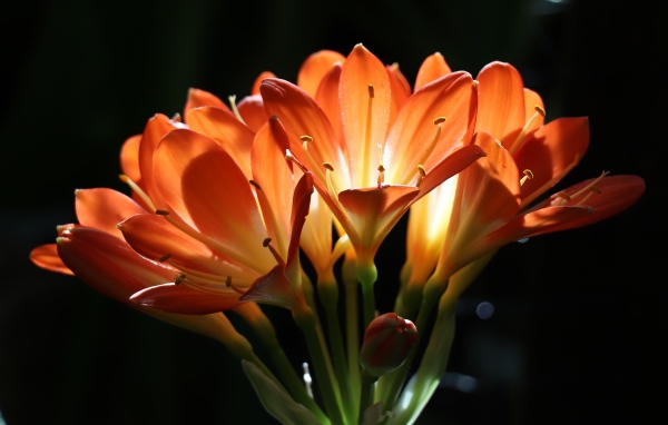 Оранжевые цветы амариллиса на ветке