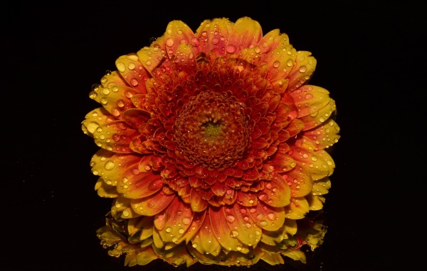Оранжевый цветок хризантемы в каплях росы на черном фоне
