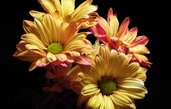 Оранжевые цветы хризантемы на черном фоне