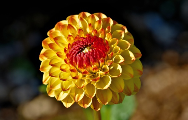 Оранжевый цветок  георгина крупным планом