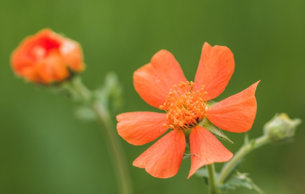 Оранжевый цветок гравилат с бутоном крупным планом