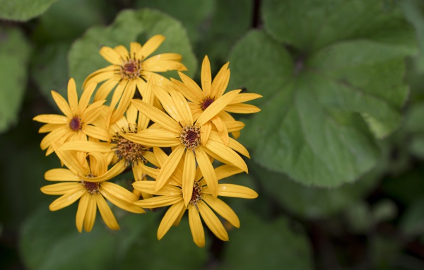 Оранжевые цветы бузульник крупным планом 