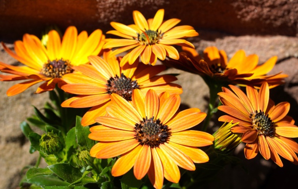 Оранжевые цветы остеоспермум на столе