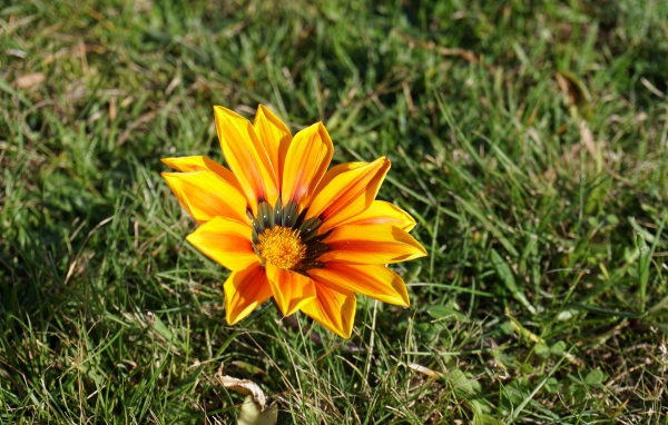 Оранжевый цветок газания в зеленой траве