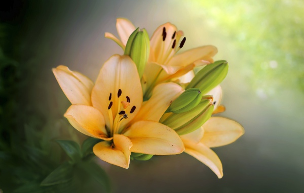 Оранжевые лилии с бутонами крупным планом