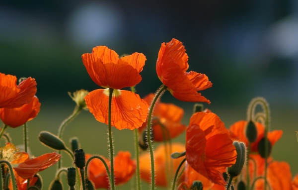 Оранжевые цветы мака с бутонами на поле