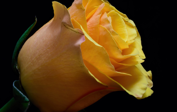 Оранжевый цветок розы на черном фоне