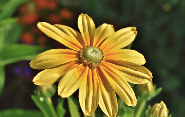 Оранжевый цветок рудбекия крупным планом