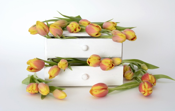 Оранжевые тюльпаны в ящике на фоне белой стены