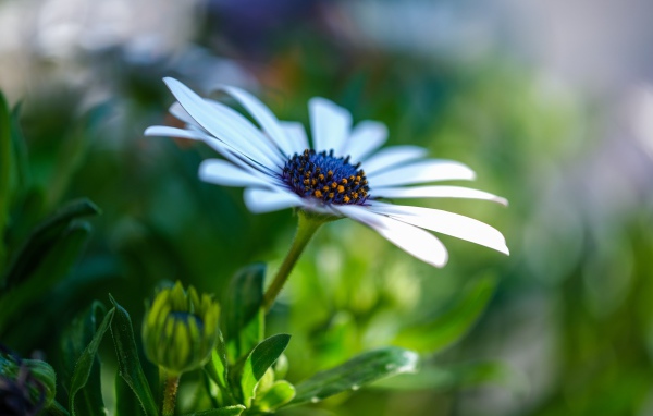 Цветок остеоспермум с бутонами крупным планом