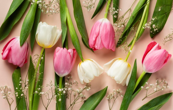 Розовые и белые тюльпаны на розовом фоне