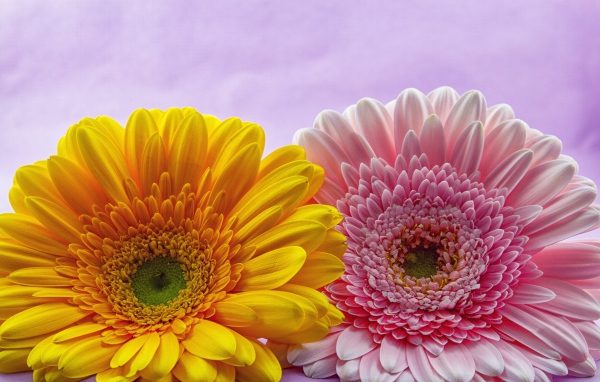 Розовый и желтый цветок герберы крупным планом