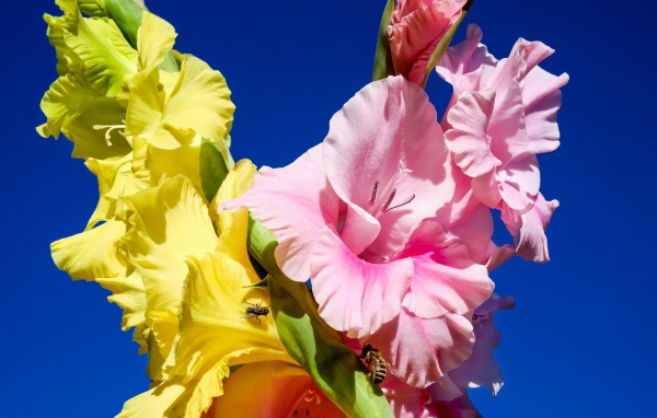 Розовые и желтые цветы гладиолуса на фоне неба