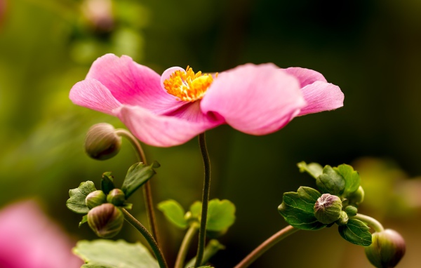 Розовый цветок анемона с бутонами 