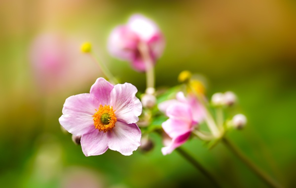 Розовые цветы анемоны с бутонами крупным планом