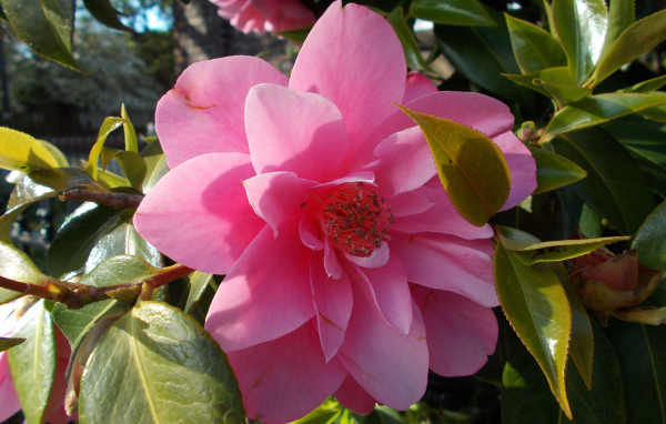 Розовые цветы камелия с зелеными листьями крупным планом 