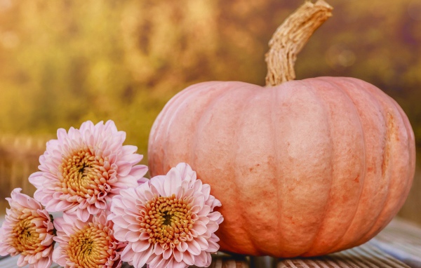 Розовые цветы хризантемы с тыквой 