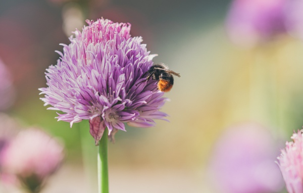 Розовый цветок клевера крупным планом летом