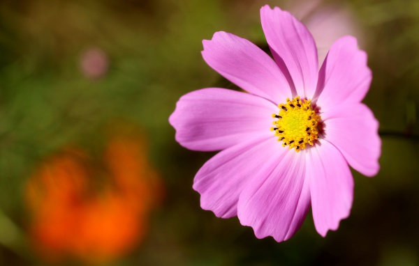 Розовый цветок космеи с желтой серединкой 