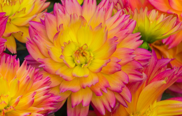 Розовые цветы георгина с желтой серединкой