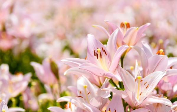 Розовые цветы нежной лилии крупным планом 