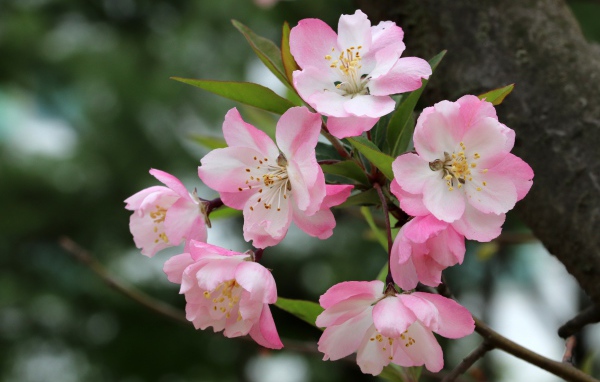 Pink flowers on a branch with green leaves