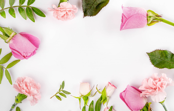 Розовые цветы розы и гвоздики на белом фоне