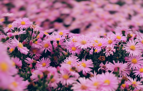 Розовые цветы сентябринка крупным планом 