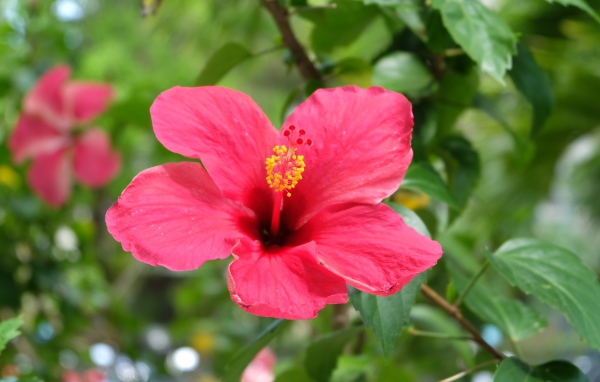 Розовый цветок гибискуса крупным планом на клумбе