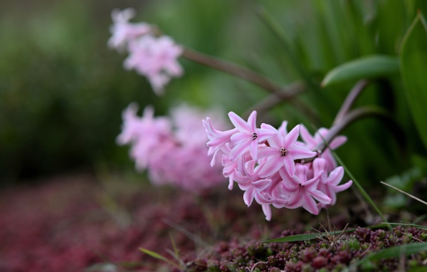 Розовые гиацинты на клумбе весной