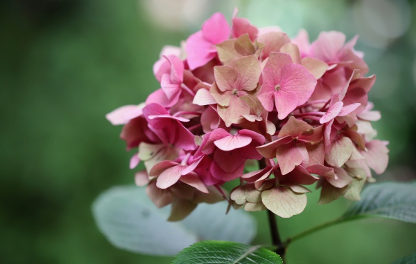 Розовый цветок гортензии крупным планом