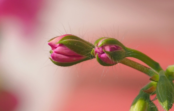 Розовый комнатный цветок герани распускается