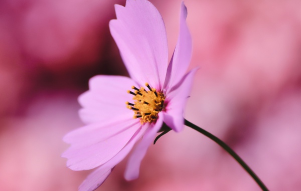 Розовый цветок космея крупным планом на розовом фоне