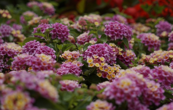 Розовый цветы Лантана на клумбе 