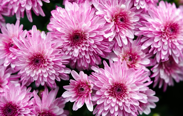 Розовые крупные хризантемы крупным планом 