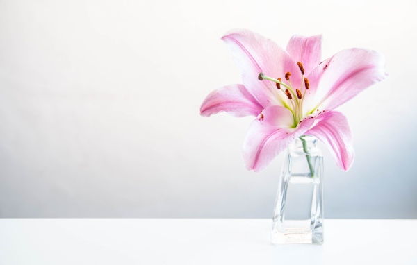 Розовый цветок лилии в вазе на сером фоне